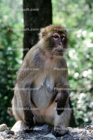 Female Monkey
