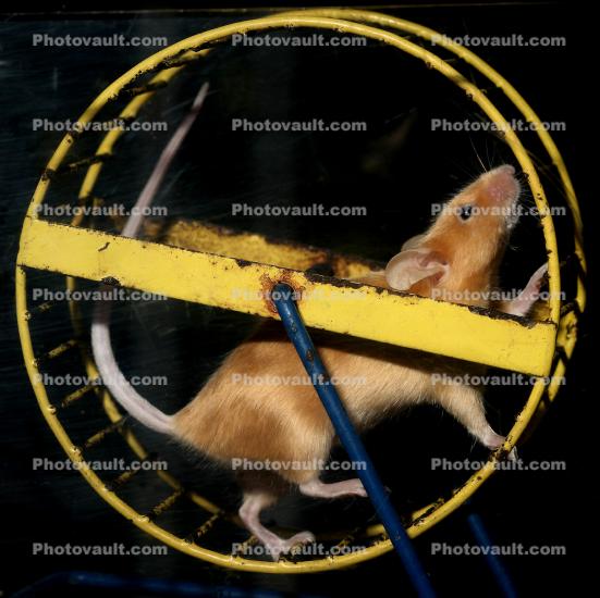 Mouse On An Exercise Wheel, Rat Race, Rat Tail