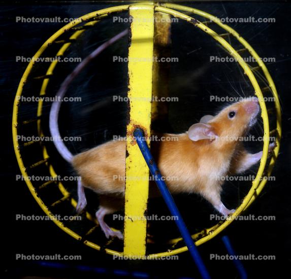 Mouse On An Exercise Wheel, Rat Race, Rat Tail