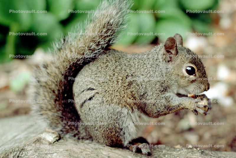 Squirrel, Bushytail