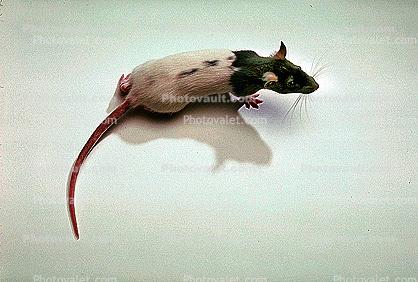 domestic rat