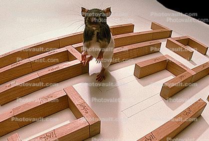 Rat Maze