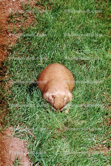 Black-tailed Prairie dog (Cynomys ludovicianus), Sciuridae