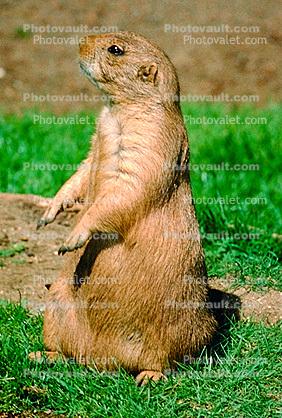 Black-tailed Prairie dog (Cynomys ludovicianus), Sciuridae