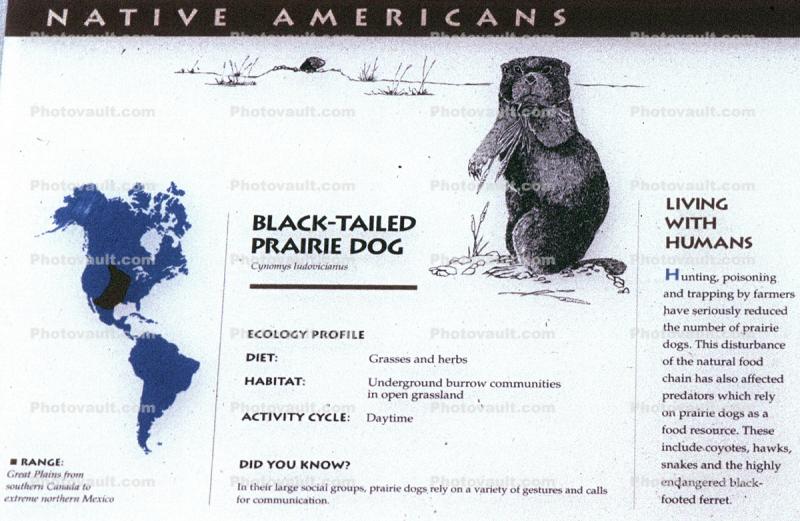 Black-tailed Prairie dog (Cynomys ludovicianus)