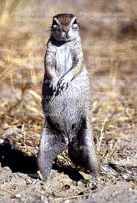 Squirrel, Etosha, Namibia, Etosha National Park 