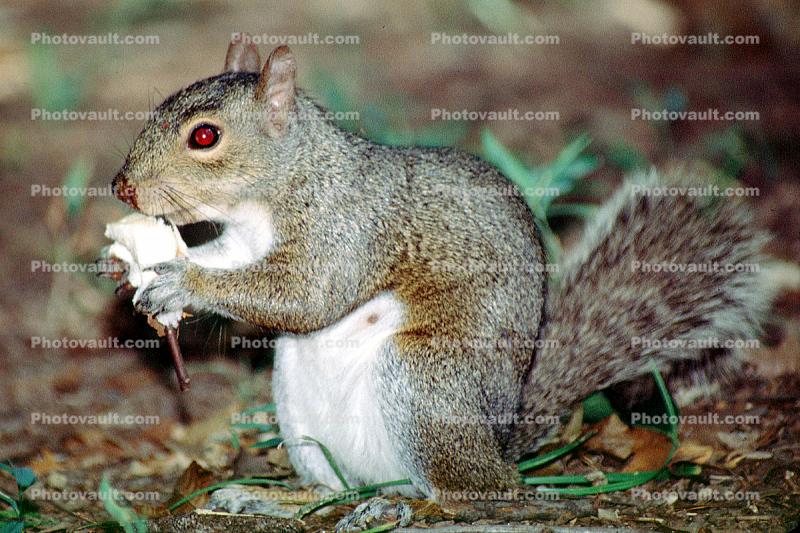 gray squirrell