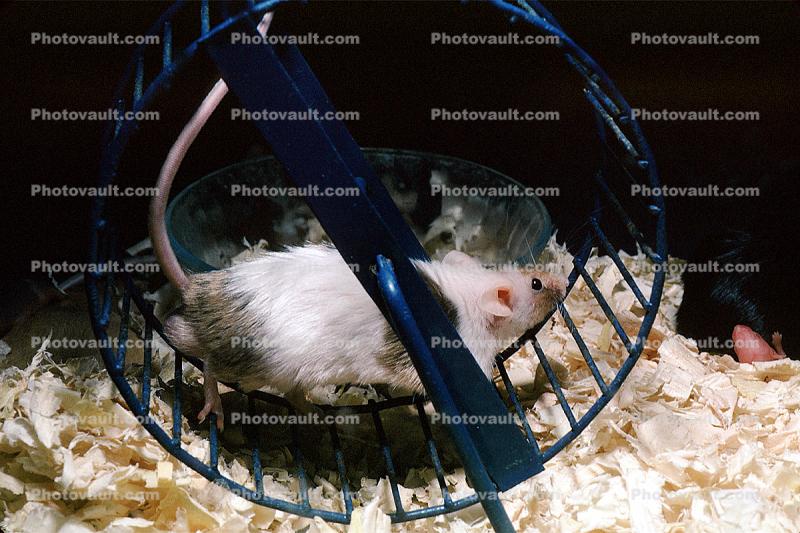 Mouse On An Exercise Wheel
