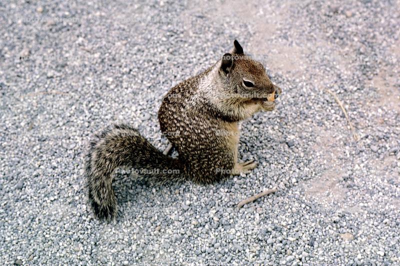 Squirrel, Bushytail