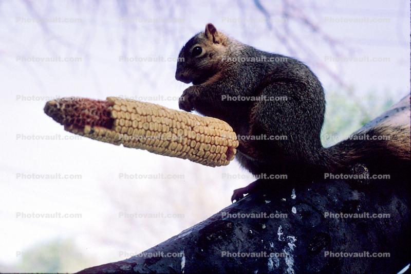 Squirrel with corn, Knob, Tower