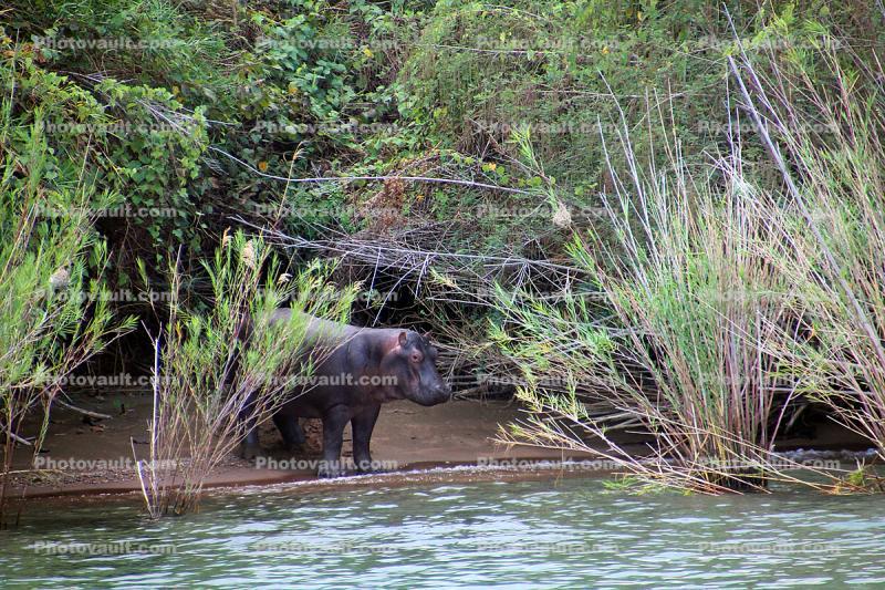 Hippopotamus along the Lake, Mahale Mountian National Park, Lake Tanganika