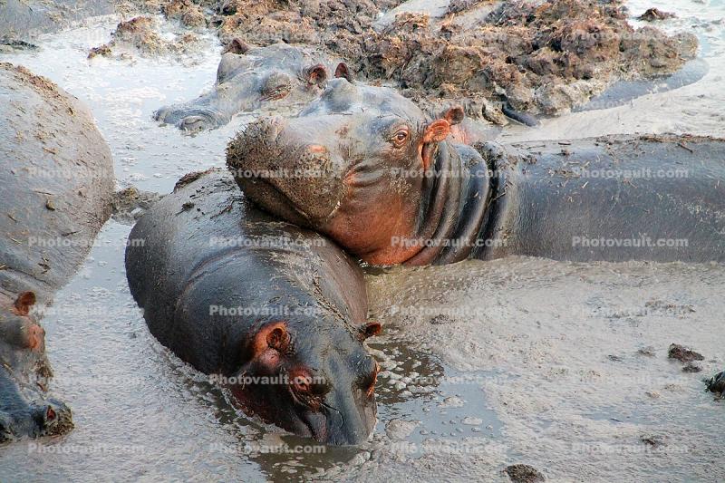 Hippopotamus  floating in hippo dung, Katavi National Park, Tanzania