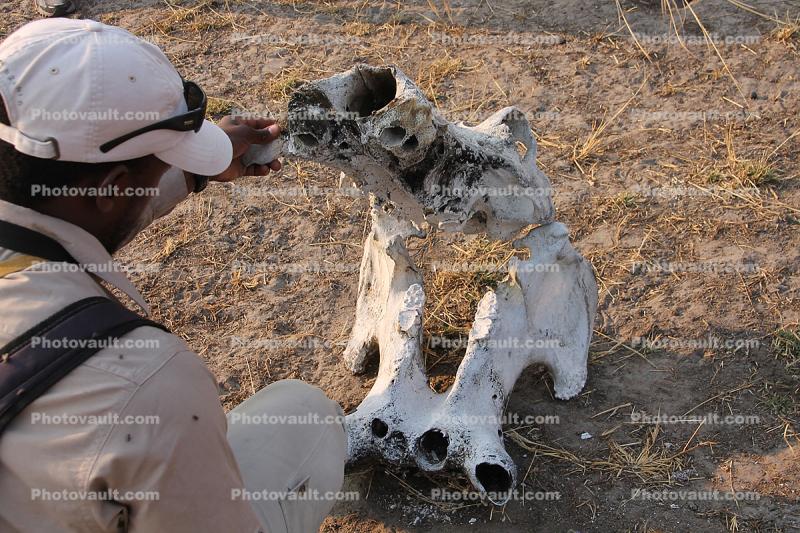 Hippopotamus Skull, Katavi National Park, Tanzania