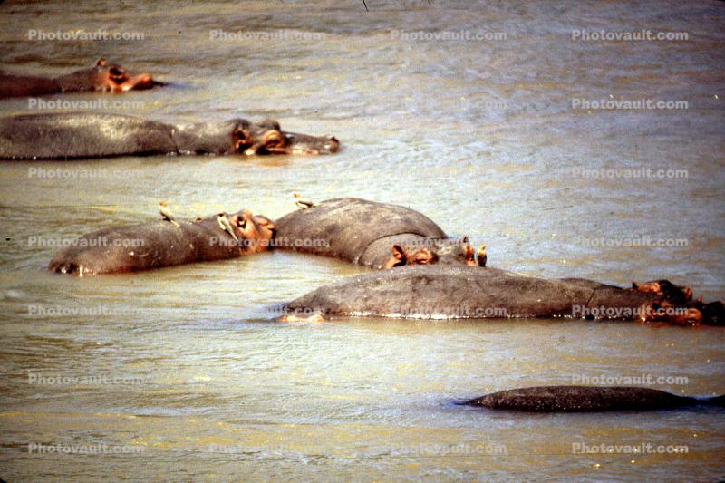 Hippopotamus in the River. Africa