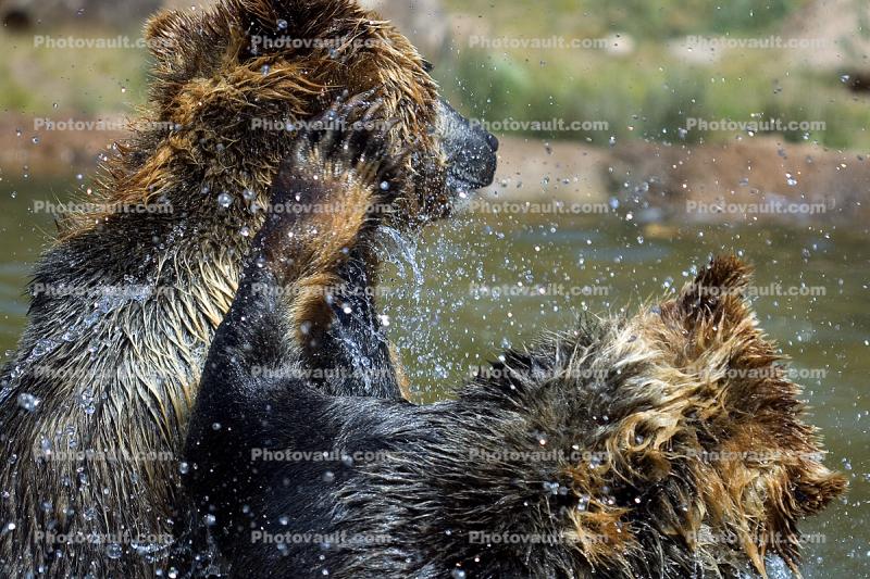 Grizzly Bears, Fighting