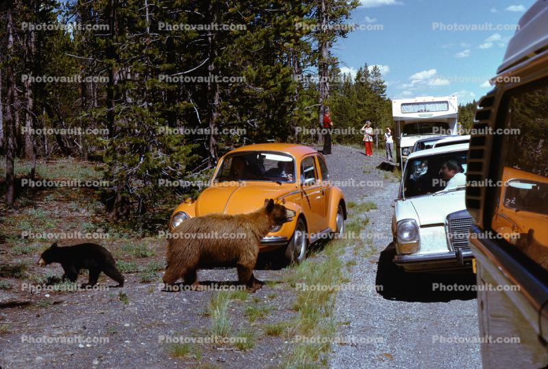 Brown Bears with Cars, Volkswagen, roadside attraction