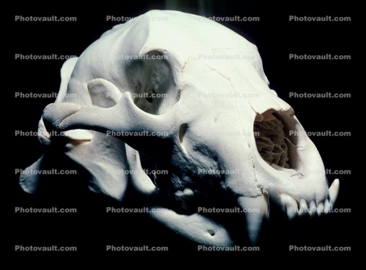 Bear Skull, skeleton, bones