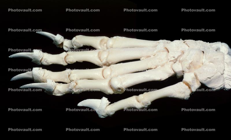 Bear Paw, skeleton, claw, paw, bones