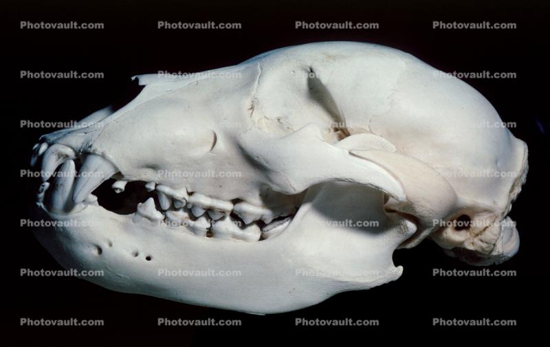 subadult Grizzly Bear skull, bones, teeth, jaw, eye socket