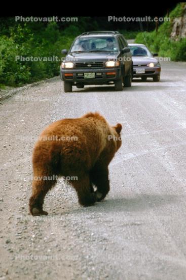 Brown Bear Walking on the Road, Cars