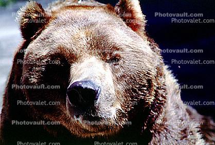 Big Brown Bear, Muzzle, nose, face