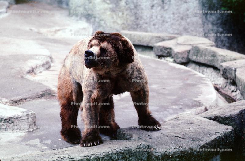 Kodiak Bear (Ursus arctos middendorffi)