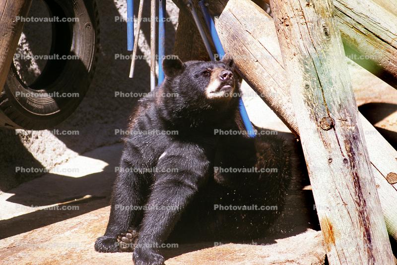 American Black Bear (Ursus americanus)