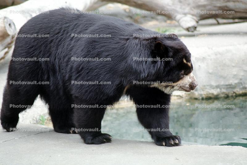 Spectacled Bear (Tremarctos ornatus)