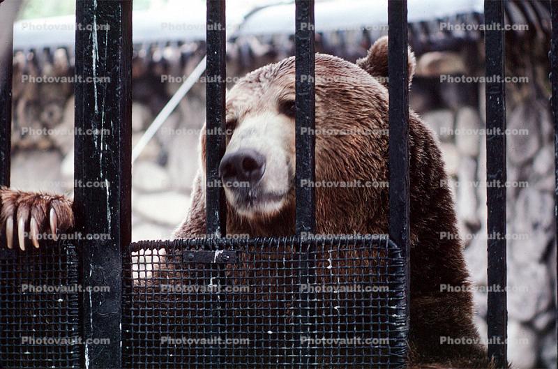 caged bear