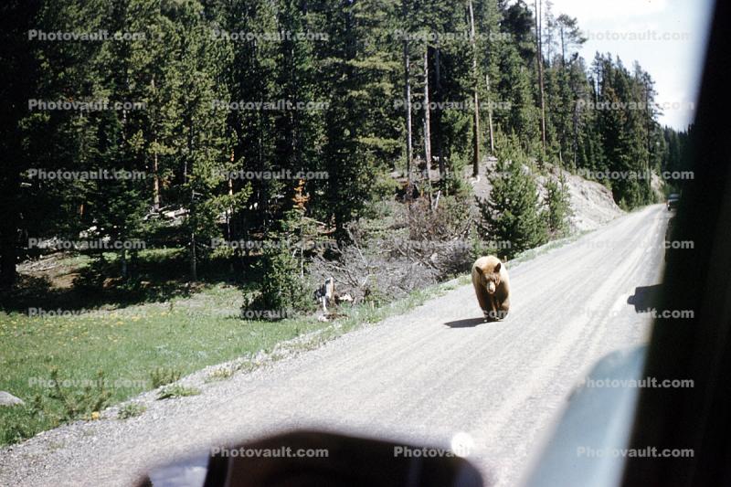 Feeding the Bear, Dangerous Behavior, 1960s