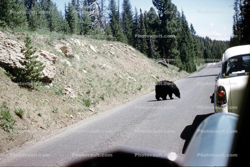 Feeding the Bear, Dangerous Behavior, Cars, 1950s