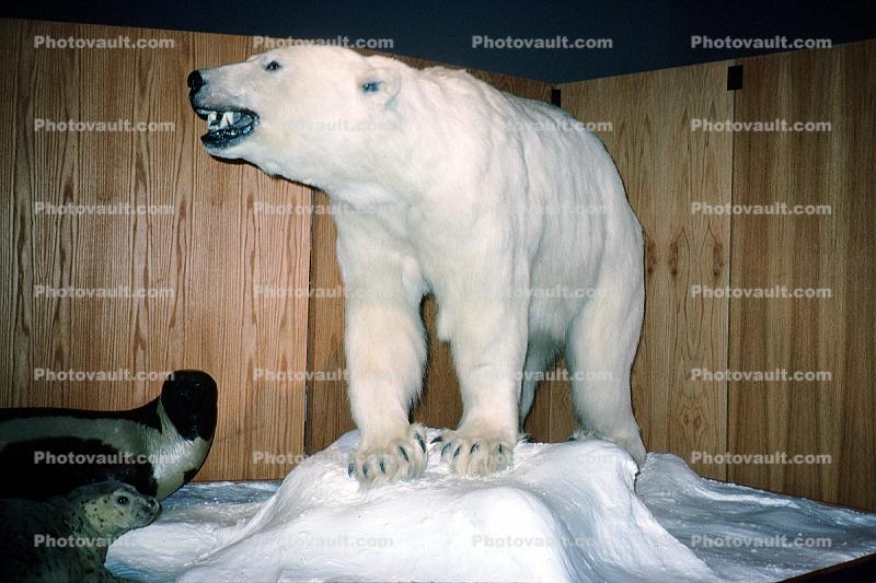 Polar Bear, Taxidermy