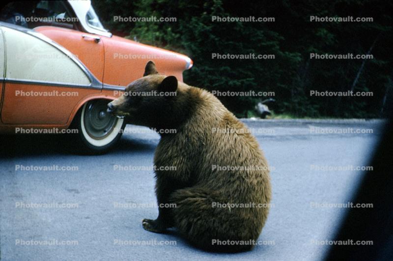 Feeding the Bear, Dangerous Behavior, cars, automobiles, vehicles, 1950s