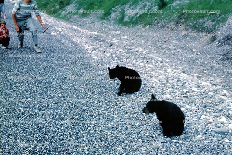 Feeding the Bear Cubs, Dangerous Behavior, 1962, 1960s