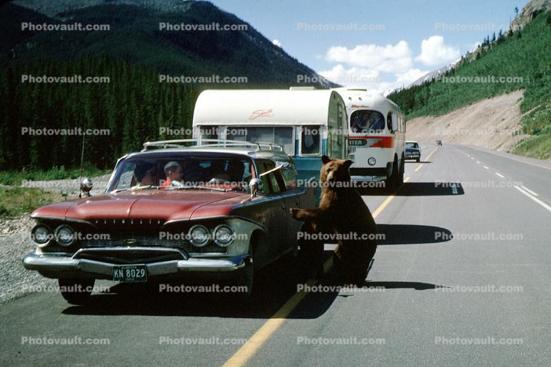 Plymouth Stationwagon, trailer, Feeding the Bear, Dangerous Behavior, cars, bus, 1950s