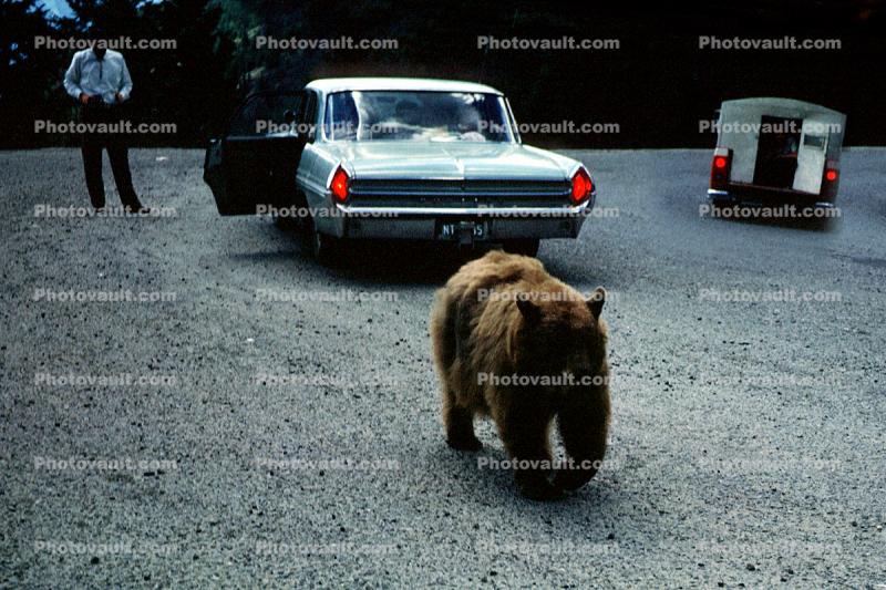 Feeding the Bear, Dangerous Behavior, Cars, 1960s