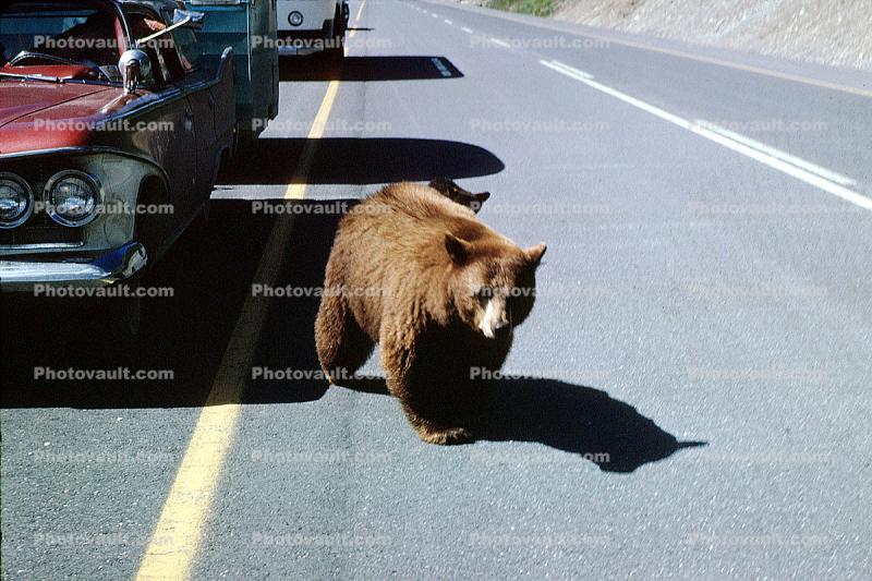 Feeding the Bear, Dangerous Behavior, 1950s