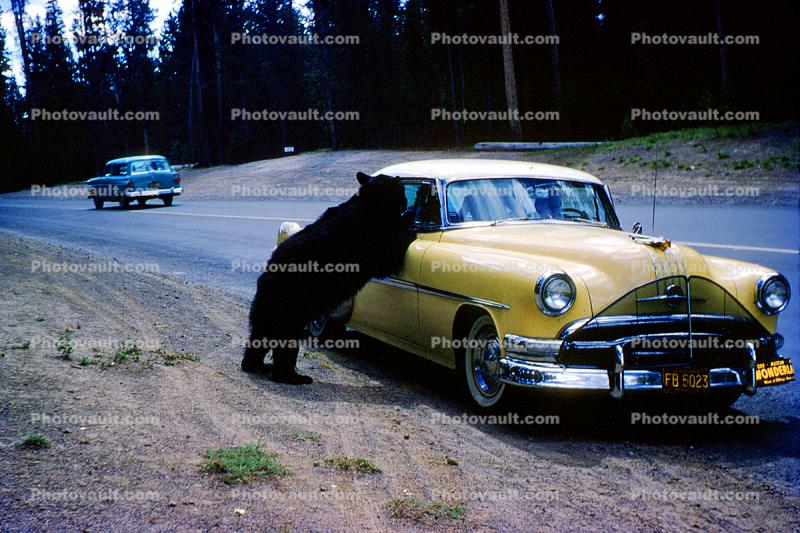 Feeding the Bear, Dangerous Behavior, Cars, Oldsmobile, 1950s