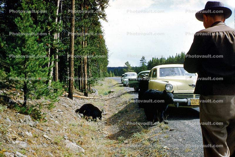Bear, Forest Ranger, Studebaker Commander, Sedan, Cars, automobile, vehicles, 1956, 1950s