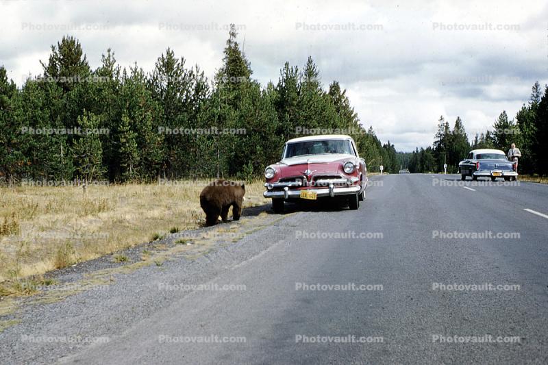 Bears, Sedan, Car, Automobile, Vehicle, 1956, 1950s