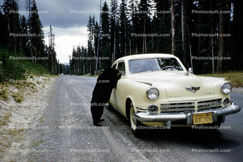 Begging Bear, Studebaker Commander, Sedan, Cars, automobile, vehicles, 1956, 1950s