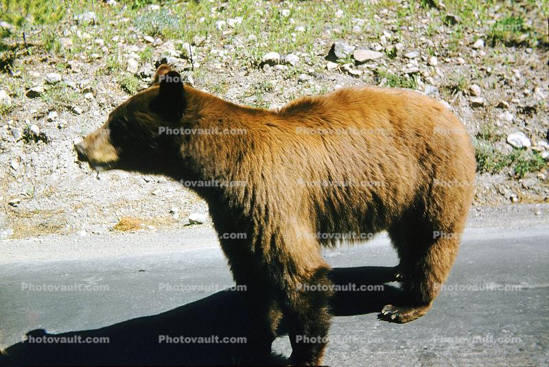 Brown Bear, (Ursus arctos horribilis)