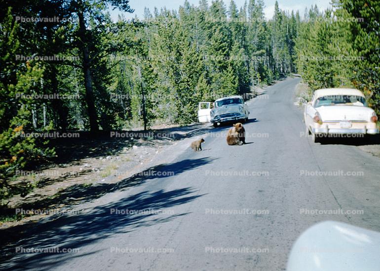 Bear Walking on the Road, highway, Cars, 1950s