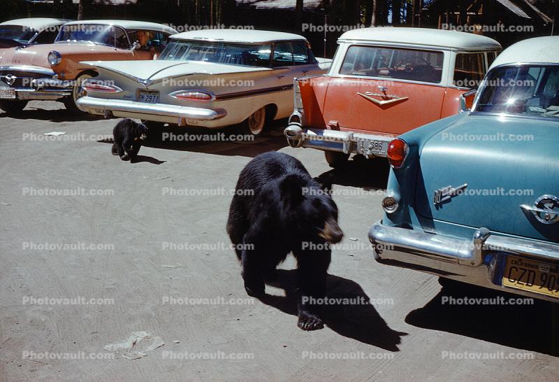 Black Bears Walking in the Parking Lot, Cars, Cub, 1957, 1950s