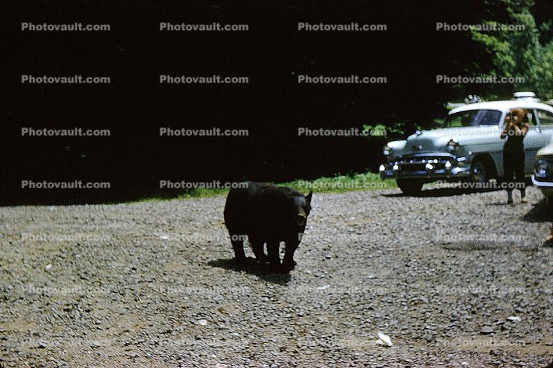 Bear Walking on the Side of the Road, highway, Cars, Smokey Mountains, 1950s