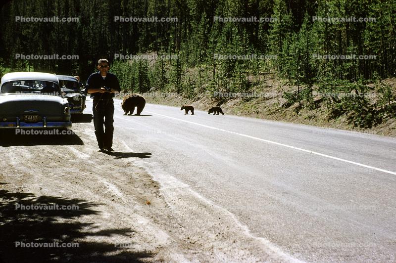 Bears Walking on the Road, Cubs, highway, Cars, 1950s