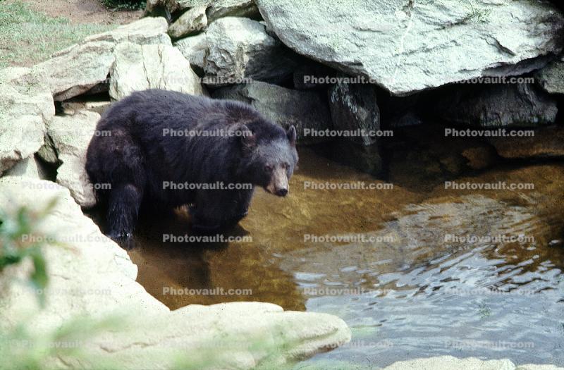 Bear, Water