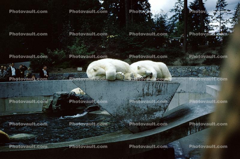 Polar Bears at the Zoo, people onlookers, Stanley Park, Vancouver