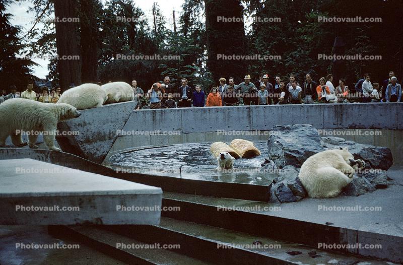 Polar Bears at the Zoo, people onlookers
