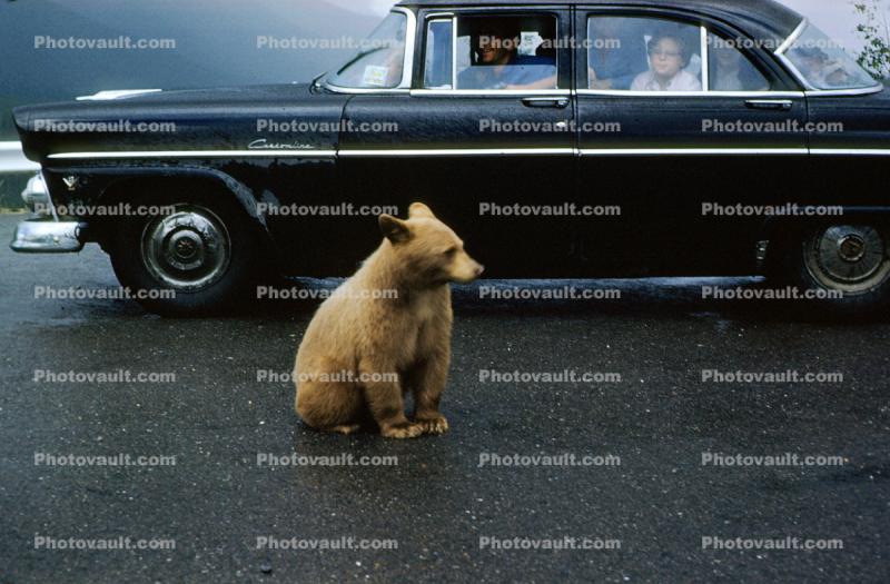 Bear Sitting on the Highway, Road, Ford Customline, 1950s